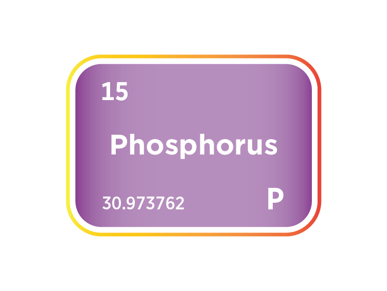 The Phosphorus Market